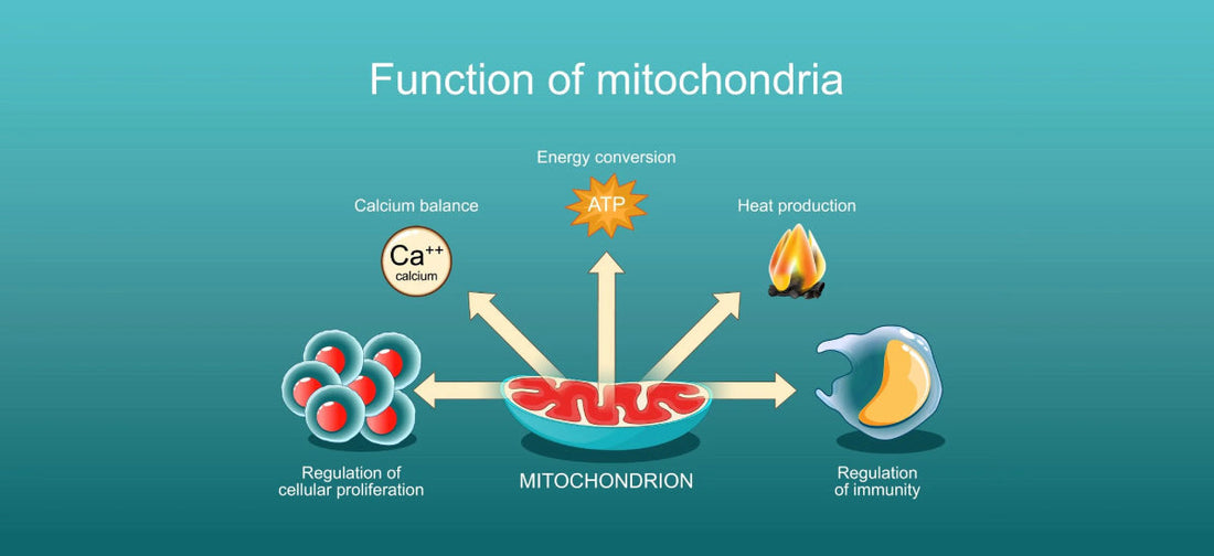 Mitochondria and ATP Energy Guide for Better Health – LifeMed Institute